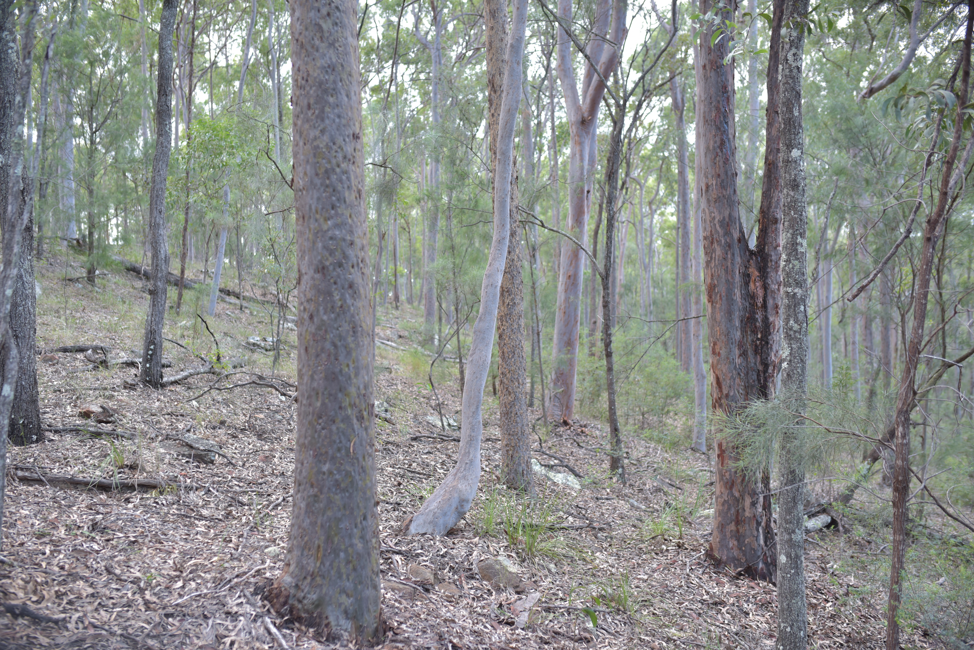 Hidden Vale Reserve alt