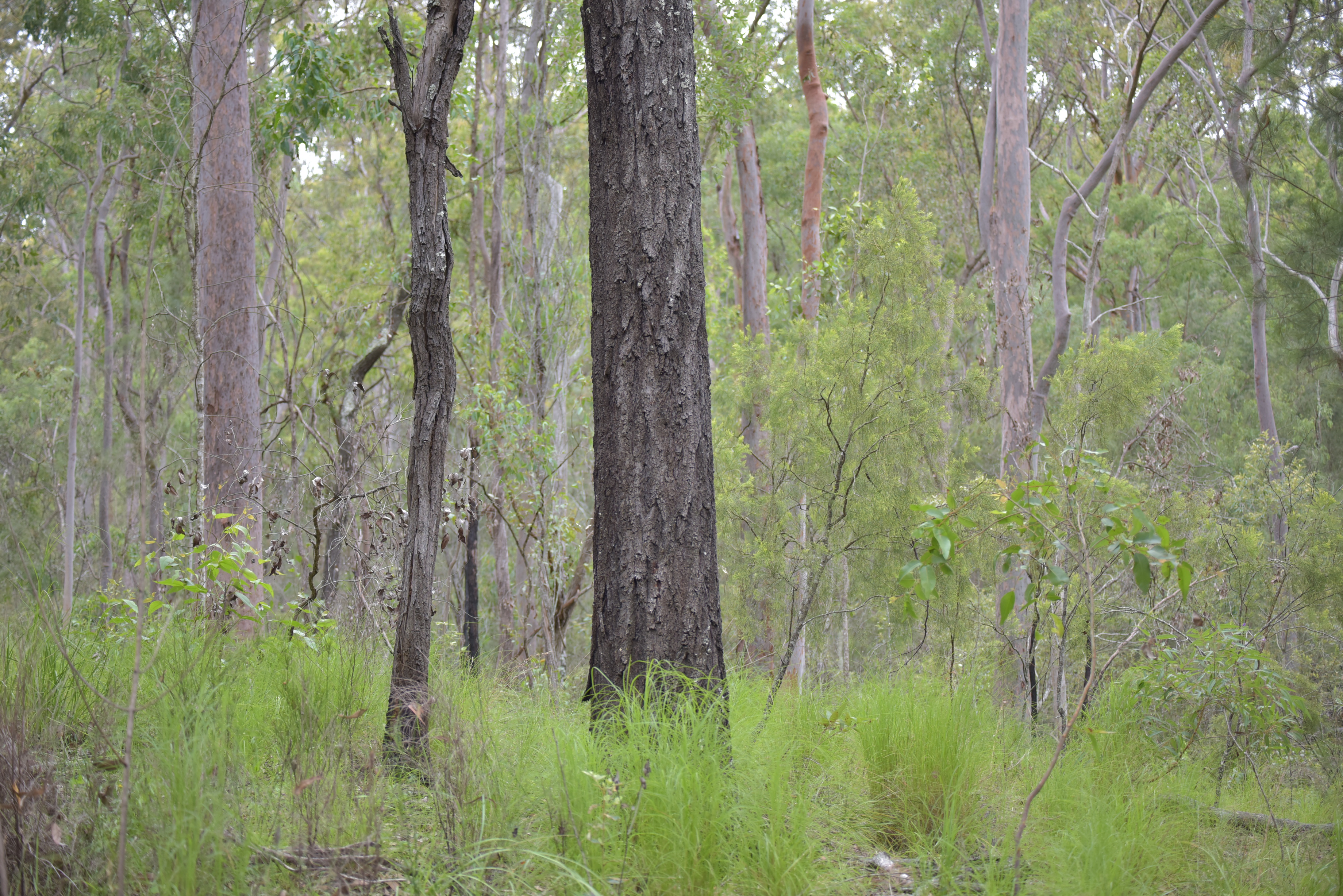 Mount Grandchester Conservation Estate alt