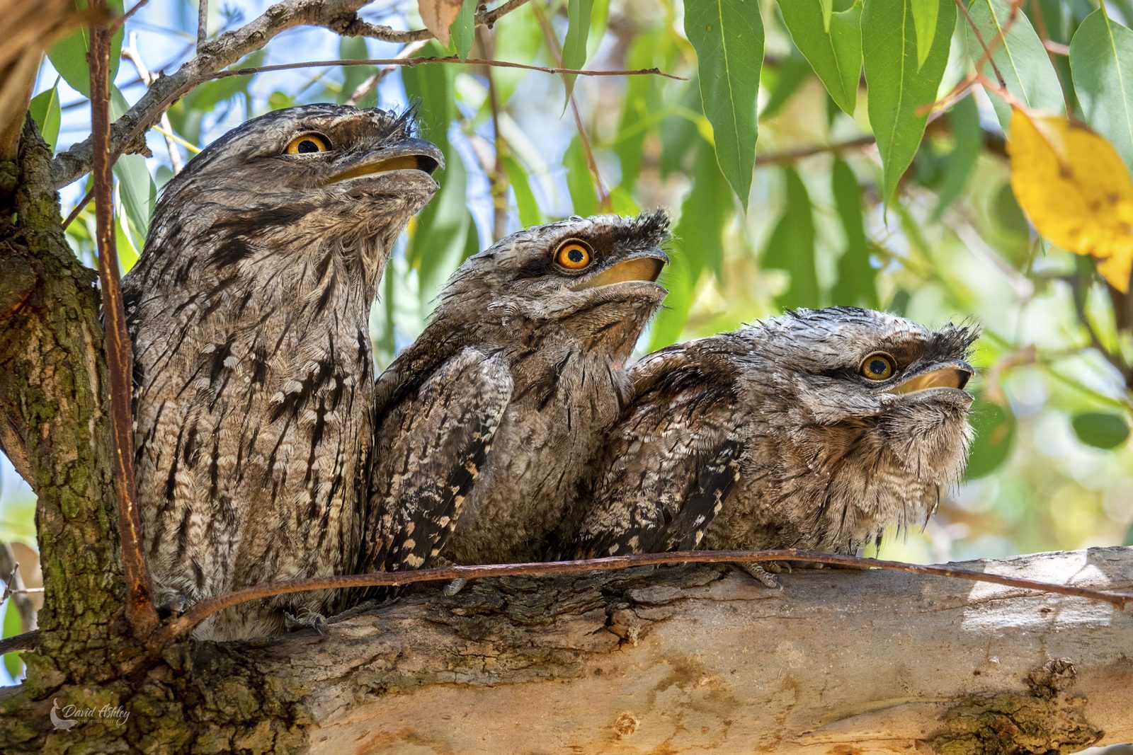 Night bird monitoring on Ngunnawal Country (the ACT) image