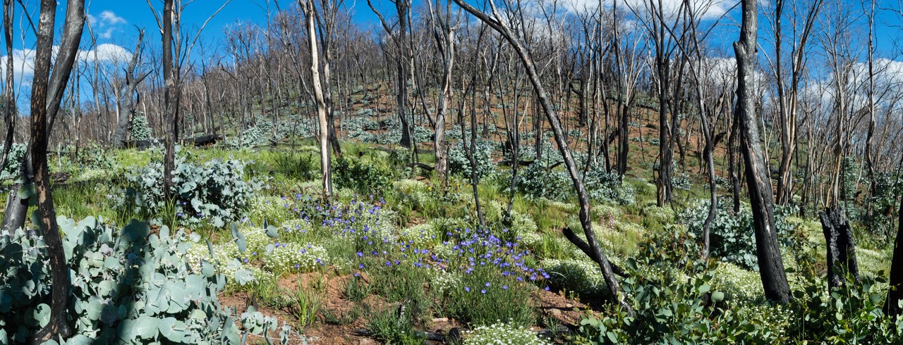 Subalpine Woodlands Fire Monitoring Project alt