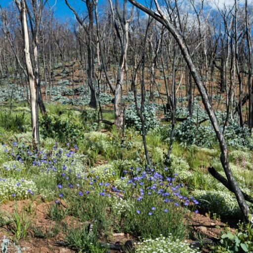 Subalpine Woodlands Fire Monitoring Project image