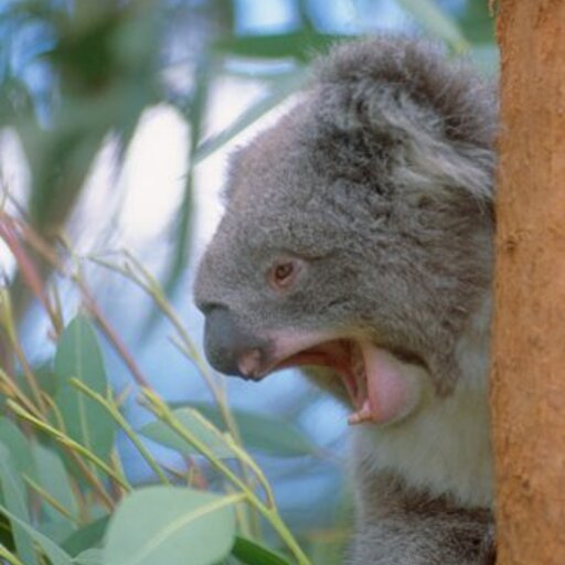 ACT Gula (Koala) Monitoring image