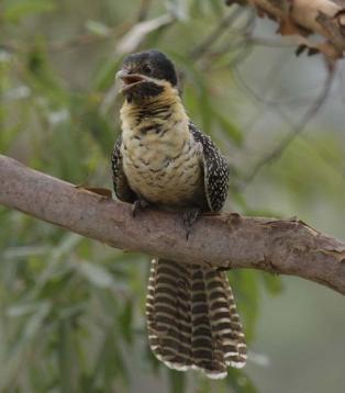 Image of Eastern Koel