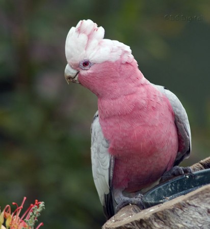 Image of Galah