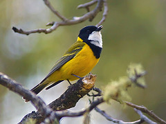 Image of Golden Whistler