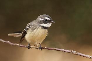 Image of Grey Fantail