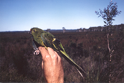 Image of Ground Parrot