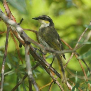 Image of Singing Honeyeater