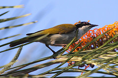 Image of White-throated Honeyeater