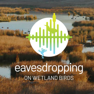 Eavesdropping on Wetland Birds image