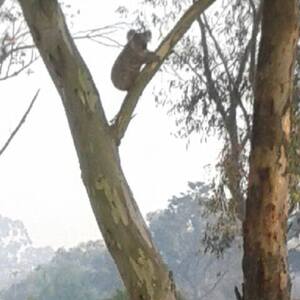 Hills-Hornsby Koala Project image