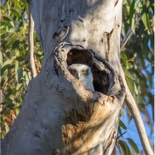 Powerful Owl Project