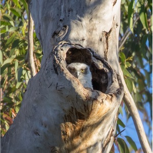 Powerful Owl Project image