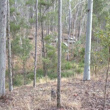 Eucalypt open-forest (RE 12.9–10.2)