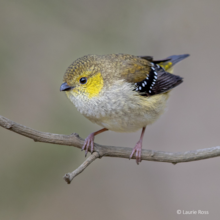 Forty Spotted Pardalote