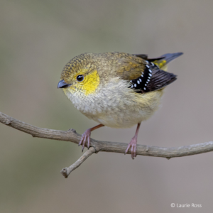 Forty Spotted Pardalote image