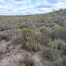 Threatened Mallee Birds - LTU