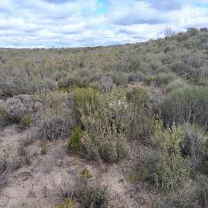 Threatened Mallee Birds - LTU image