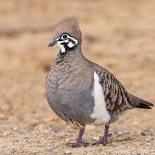 Bird diversity/richness at Walgett & Brewarrina