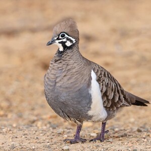 Bird diversity/richness at Walgett & Brewarrina image