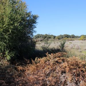 Marshflower Swamp image