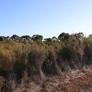 Clump Road (north) image