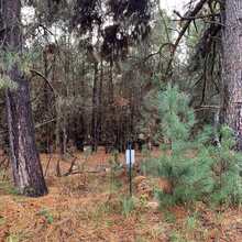 Prison Pine Forest