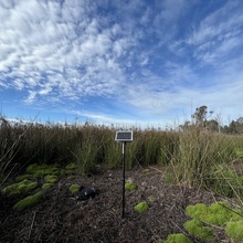 Duck Lagoon 1 (DL1) - Site 03
