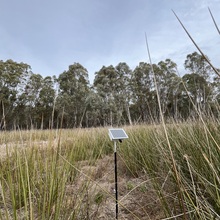 Moira Lake 5 (ML5)