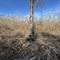 Reed Beds 4 (RB4)