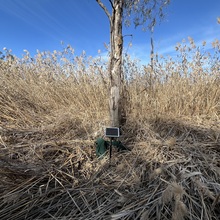 Reed Beds 4 (RB4)