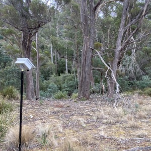 Site 1 alt