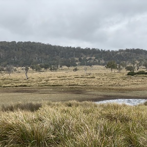 Site 3 alt