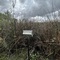 Reed Beds 5 (RB5)